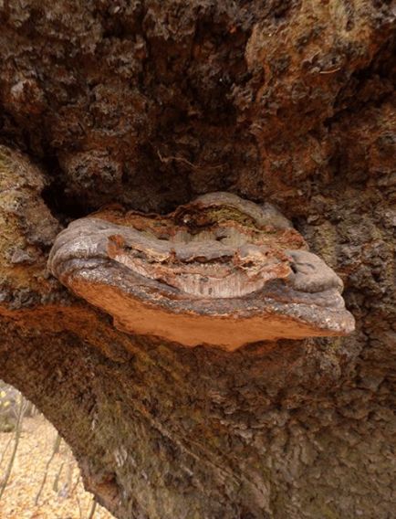 A mature bracket on beech at Epping Forest, UK.